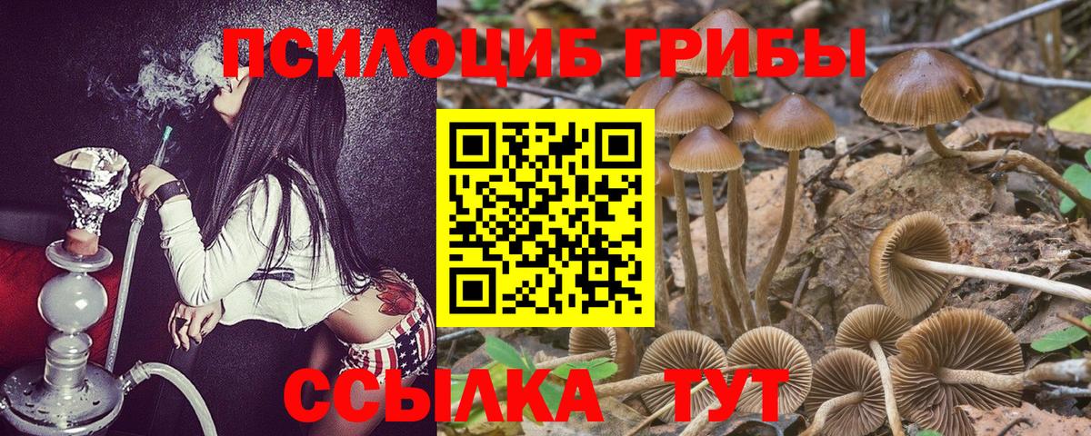 Псилоцибиновые грибы Psilocybine cubensis Камышин
